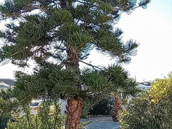 584