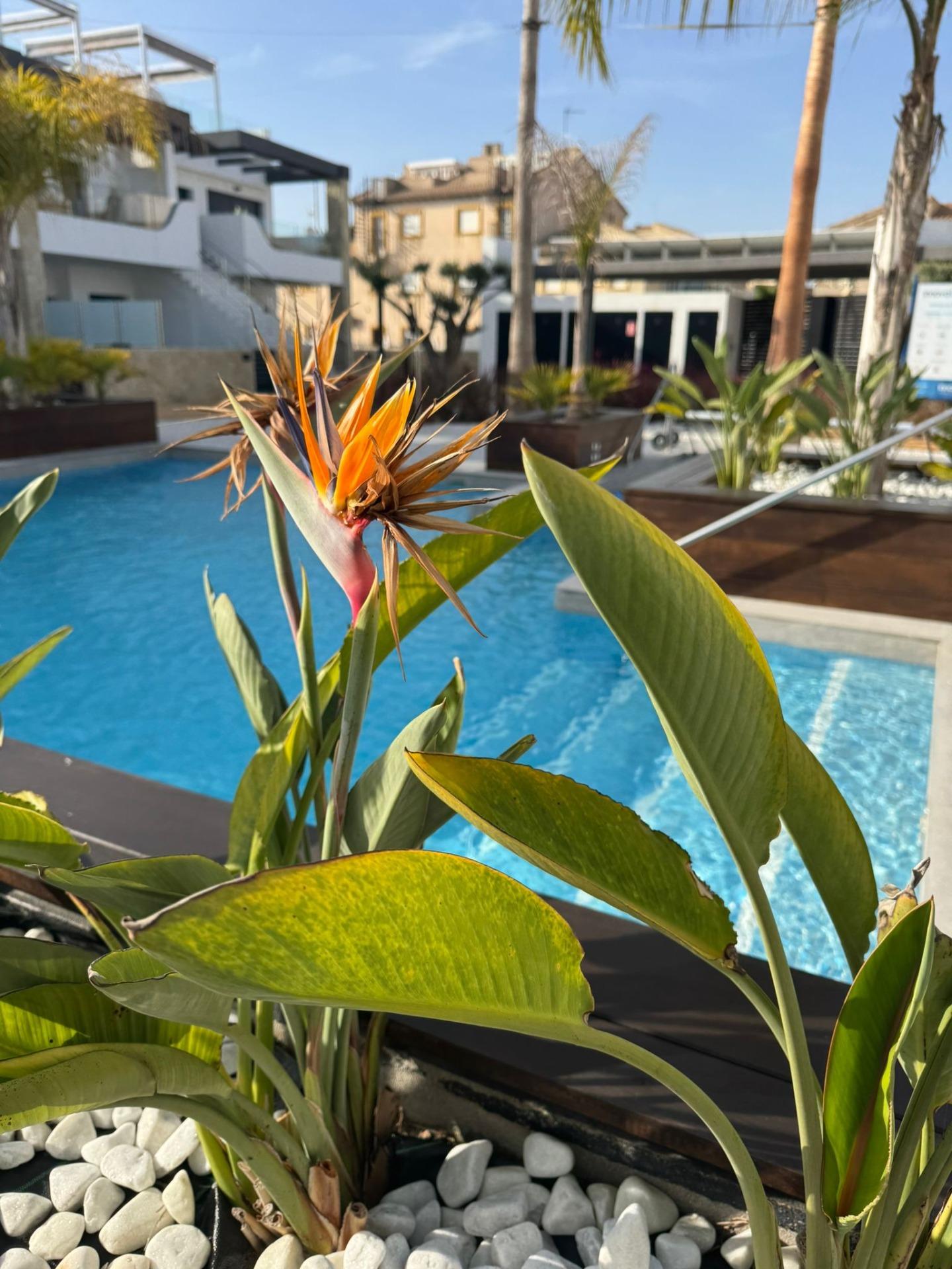 Apartment for Sale in Orihuela Costa, Alicante