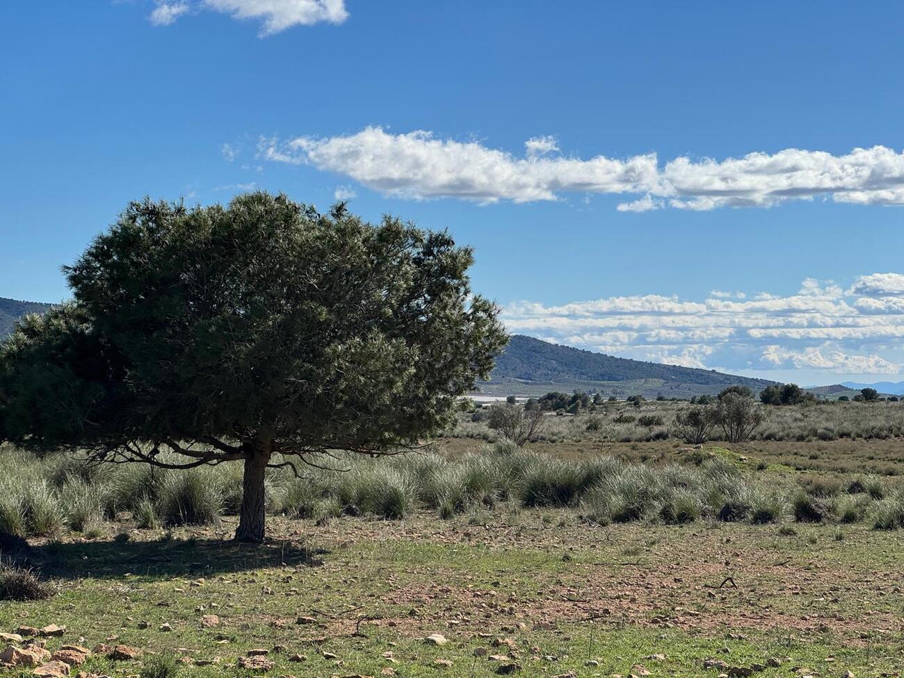 Finca for Sale in Aledo, Murcia