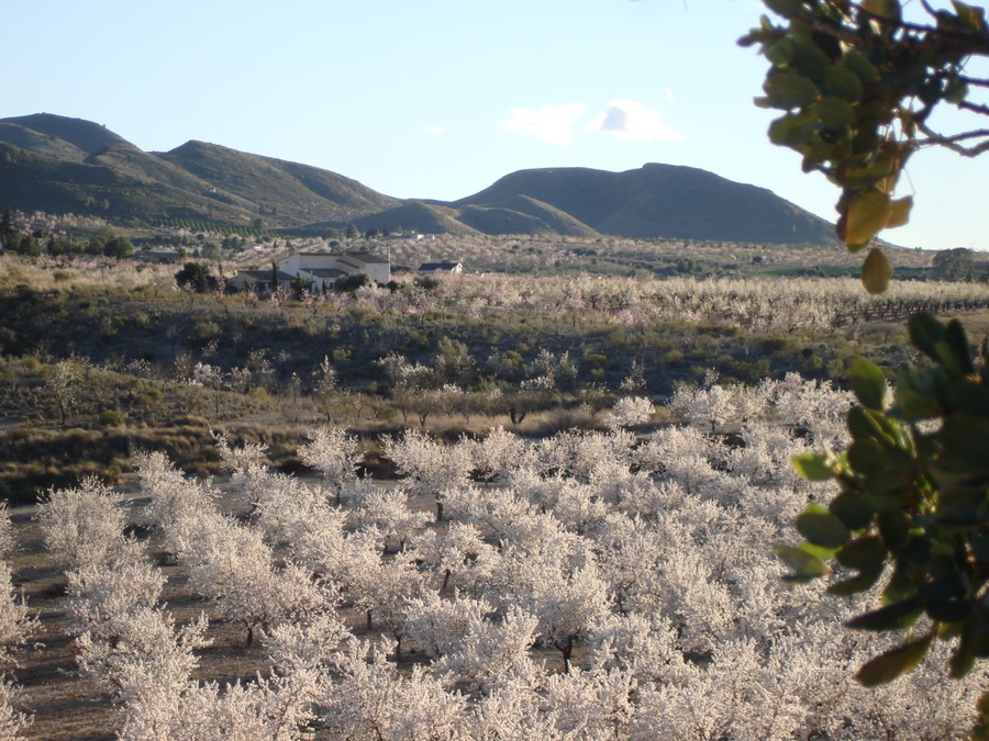 Finca for Sale in Lorca, Murcia