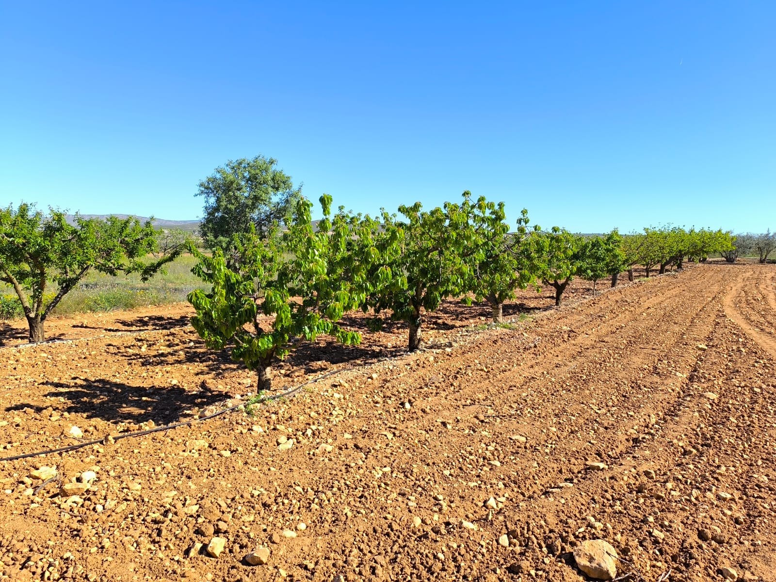 Country House for Sale in Yecla, Murcia