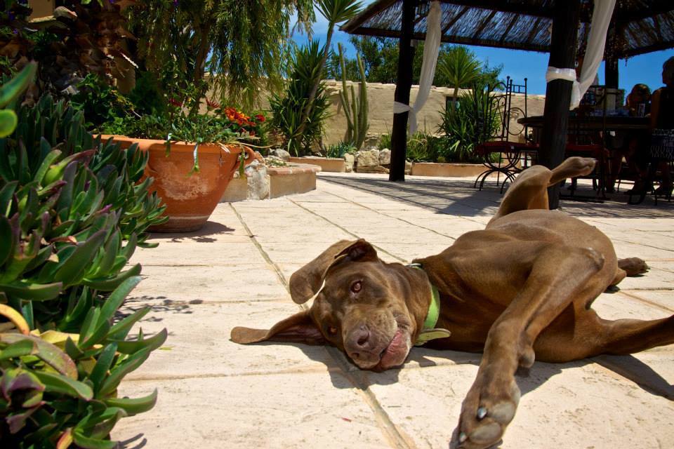 Finca for Sale in Benissa, Alicante