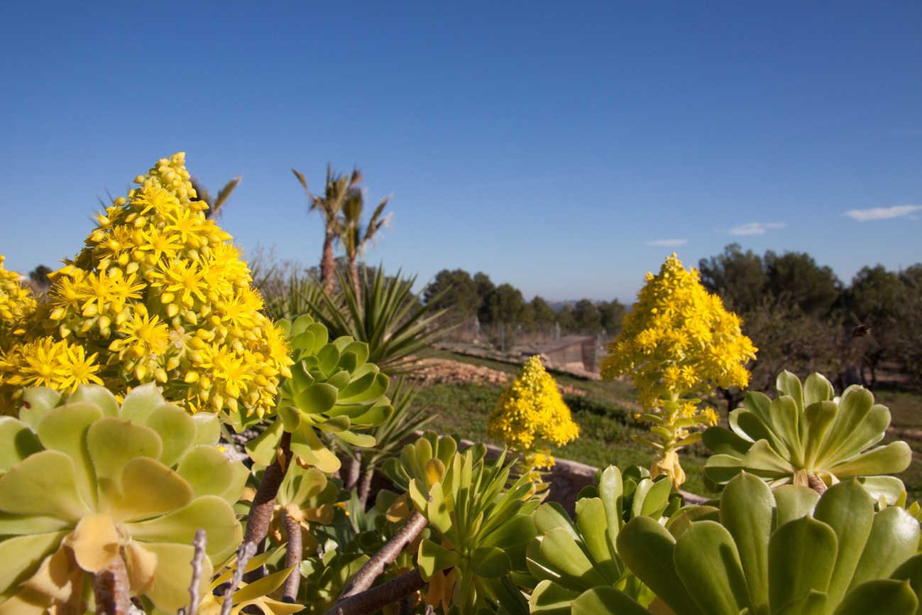 Finca for Sale in Benissa, Alicante