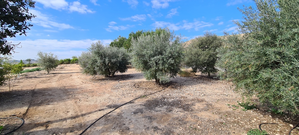 Villa for Sale in Orihuela, Alicante
