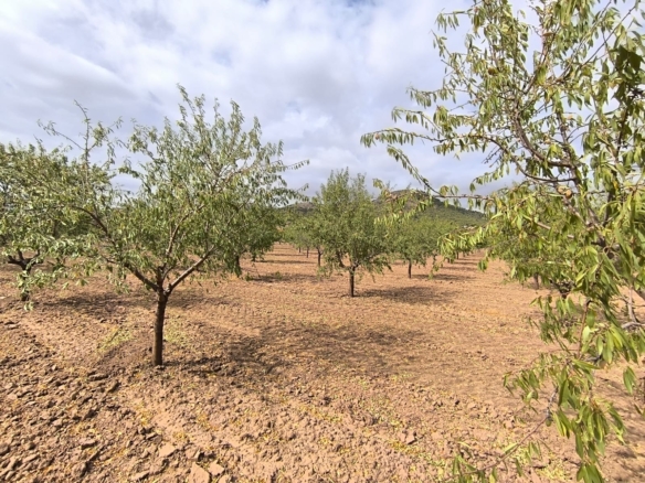 Land in Yecla – YC801122