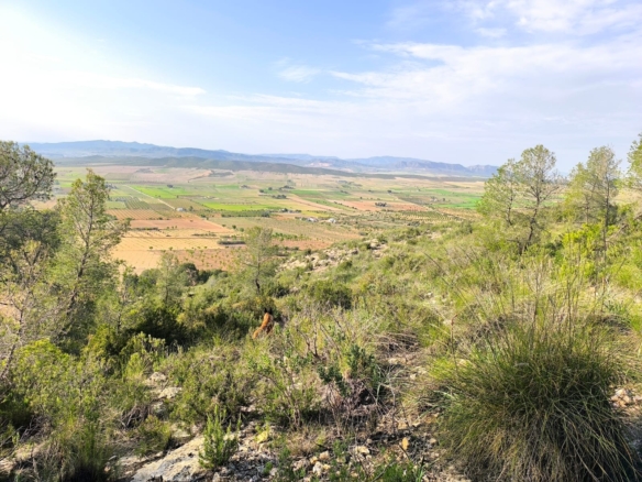 Land in Yecla – YC801306