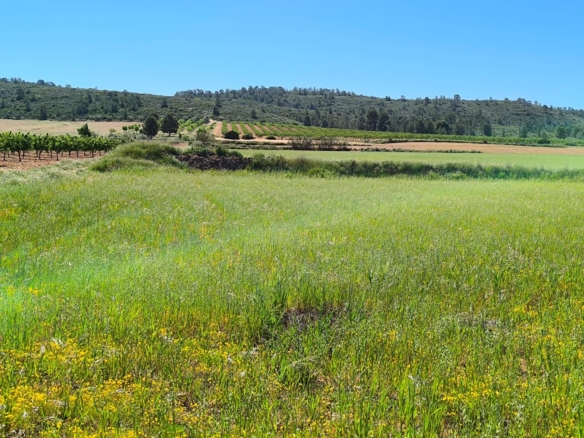 Land in Yecla – YC801324