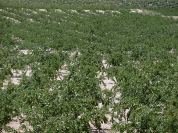 Land in Yecla – YC801990