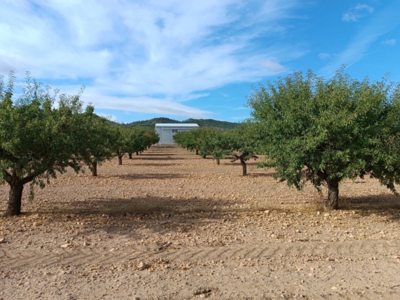 Land in Yecla – YC802205