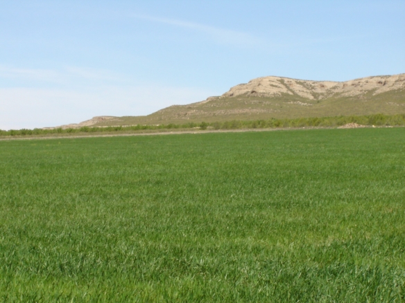 Land in Yecla – YC802691