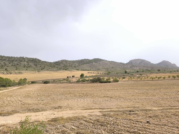 Land in Yecla – YC803552