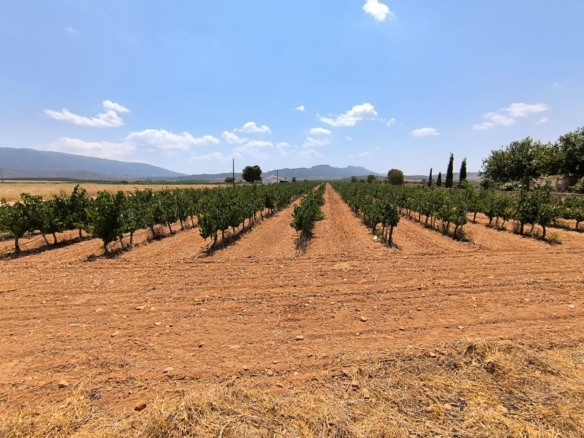 Land in Yecla – YC803684